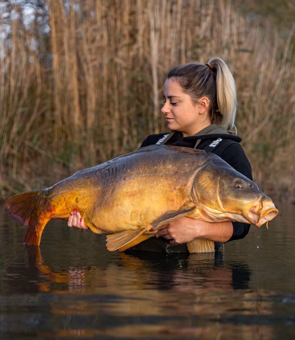 Miroir capturée sur Heritage Carp Fishing